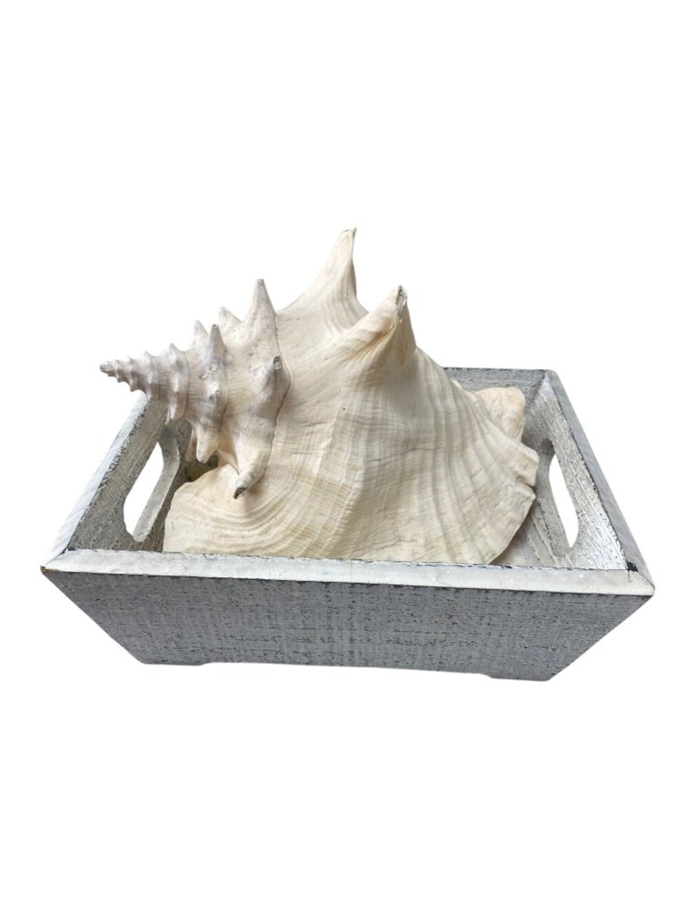 Large Natural Conch Shell in Rustic Gray Wooden Tray